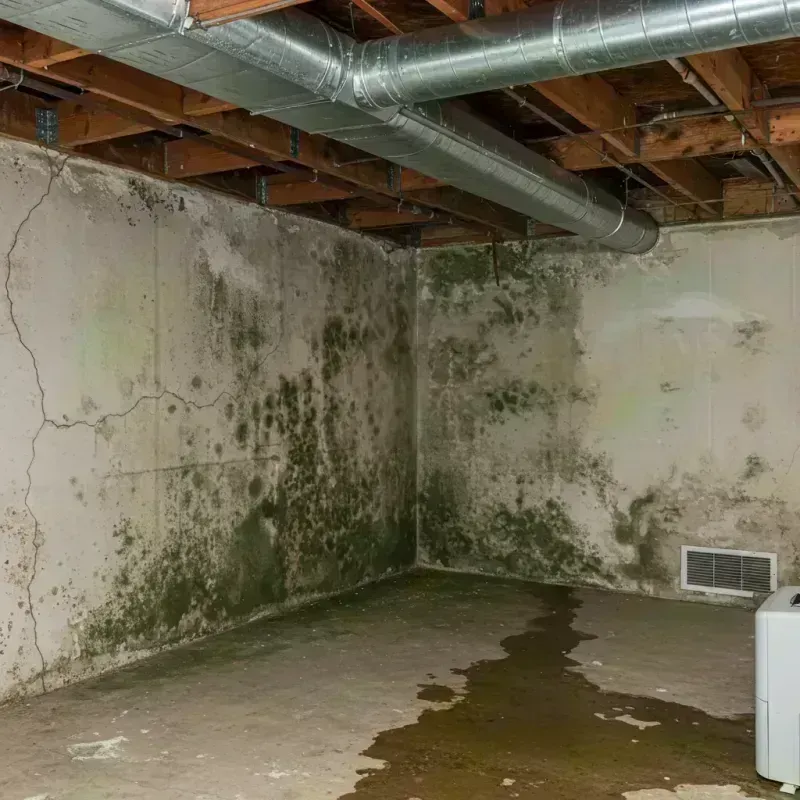 Professional Mold Removal in McChord Air Force Base, WA